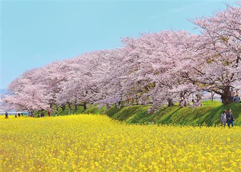 藤原宮跡（4月頃撮影）